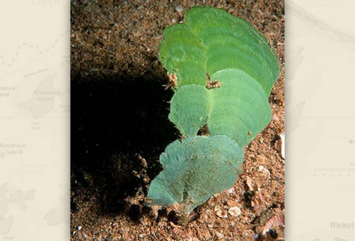 Image of Green Algae, Udotea fladellum. 